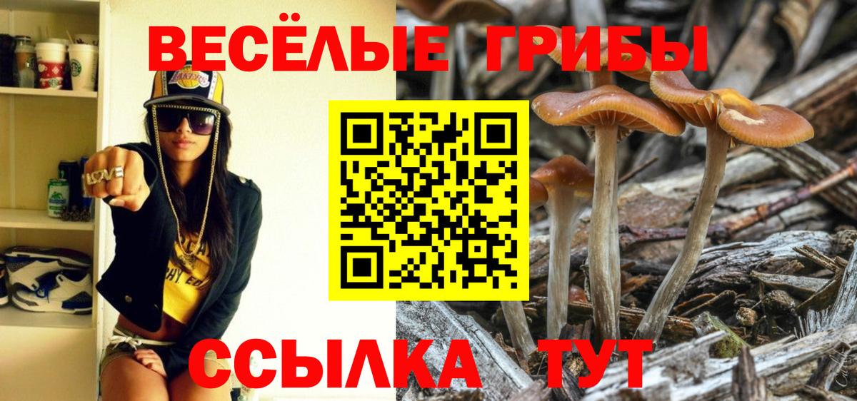 Галлюциногенные грибы Cubensis  наркошоп  Новозыбков  Галлюциногенные грибы Psilocybine cubensis  Вход с VPN 